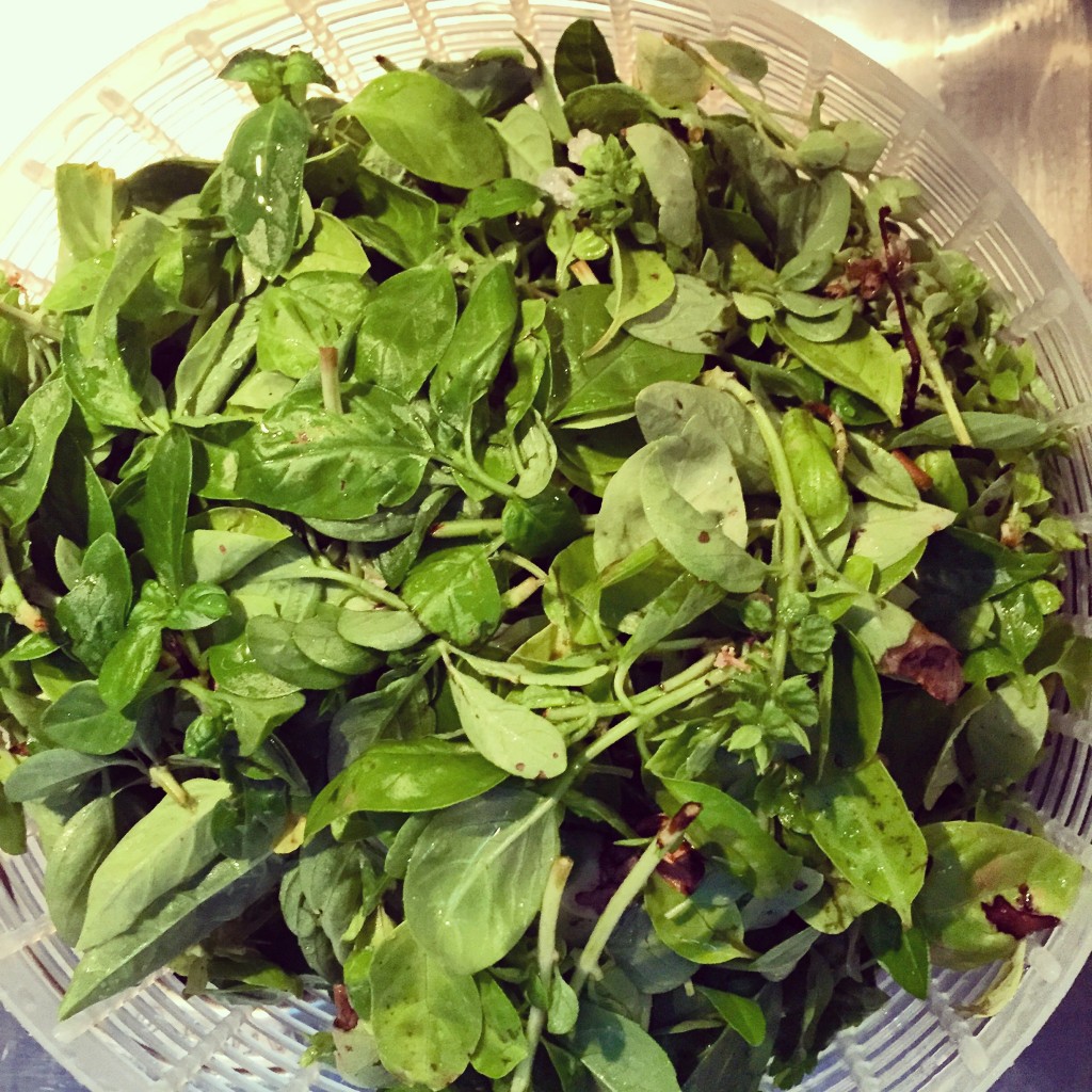 I harvested my whole crop of summer basil (and a little parsley) to make a triple batch of vegan pesto. 