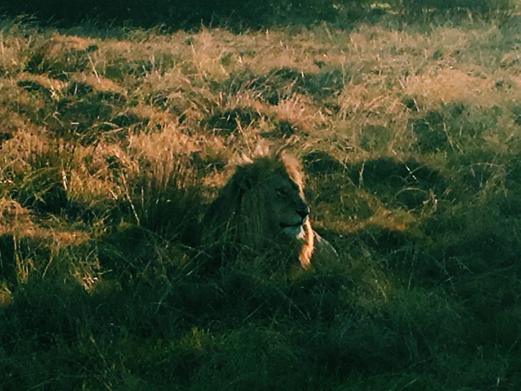 A shaman's guide to power animals like this lion